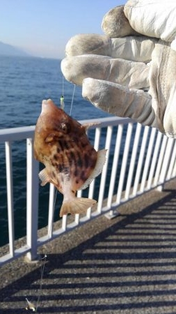 青物はアカン感じ