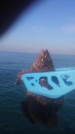 カワハギも終わりやね