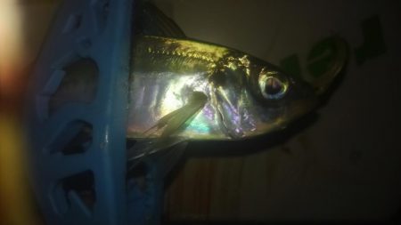 ワインド、プチアジング