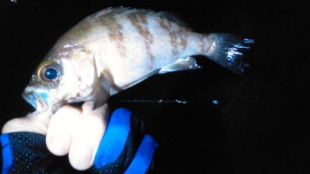 メバル高活性！