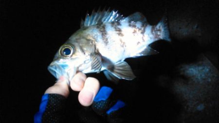 ガシラ入れ食い！