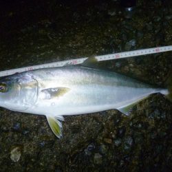 お久しぶりね～ハマチに会うなんて～♪