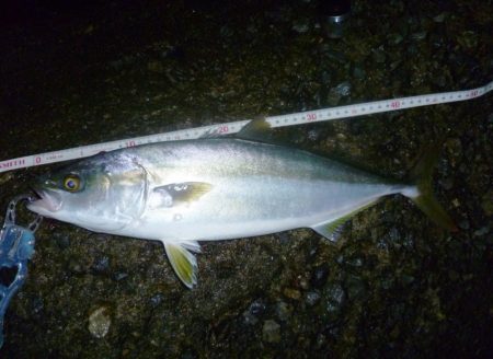 お久しぶりね～ハマチに会うなんて～♪