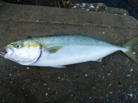 ノマセ師に負けるなルアーマン!