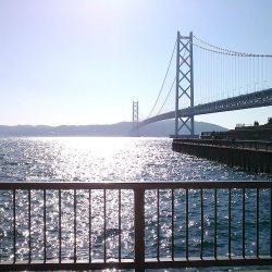 サヨリ入れ食い！