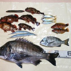 チヌ49.5cmゲット！