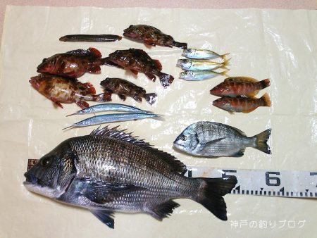 チヌ49.5cmゲット！