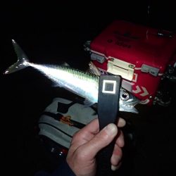 湾奧ジャンボ後豆アジング