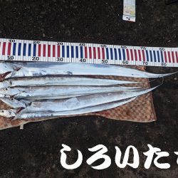 先日、タチウオ超シブかったけどどう?