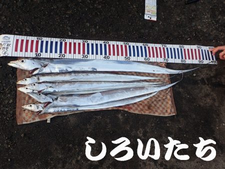 先日、タチウオ超シブかったけどどう?