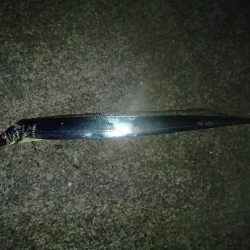 西宮ケーソン釣行