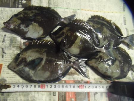 イシガキダイ、メンドリ、イガミ、サンノジハ…