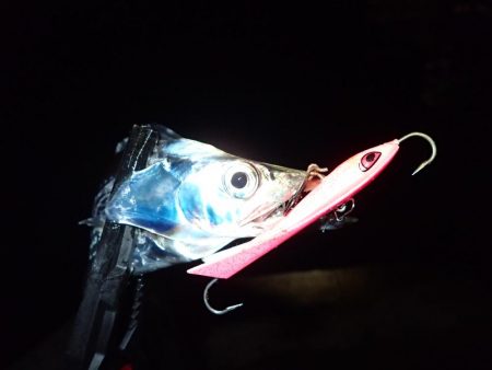 遅めのラッシュタイムにウハウハ♪