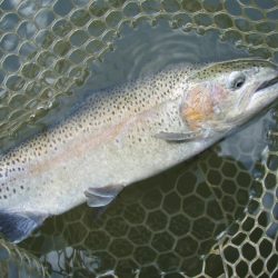 大安トラウトレイク 釣果