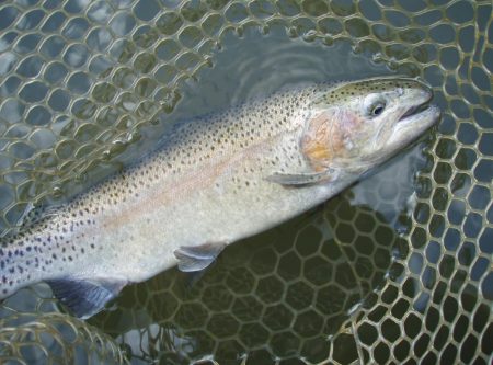 大安トラウトレイク 釣果