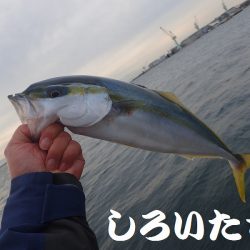 タチウオ、寒さにビクリ？それとも減った？