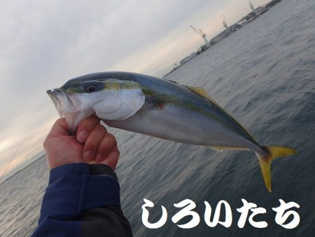 タチウオ、寒さにビクリ？それとも減った？