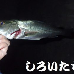 今日は夜釣り。