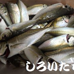 日本海のアジを確保しに遠征！