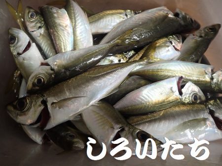 日本海のアジを確保しに遠征！