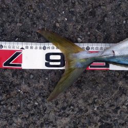 鳴門のゴロタでハマチ