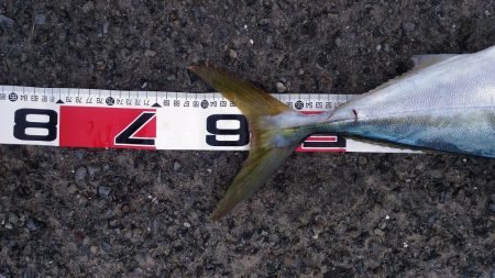 鳴門のゴロタでハマチ