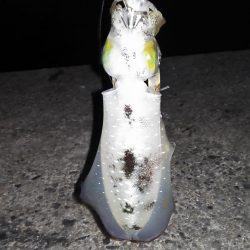 養老フィーバー