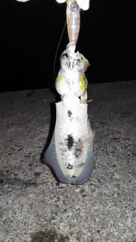 養老フィーバー