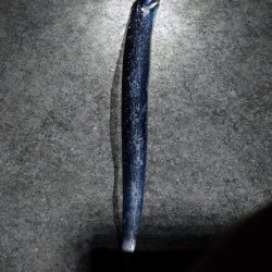 極寒の太刀魚釣り