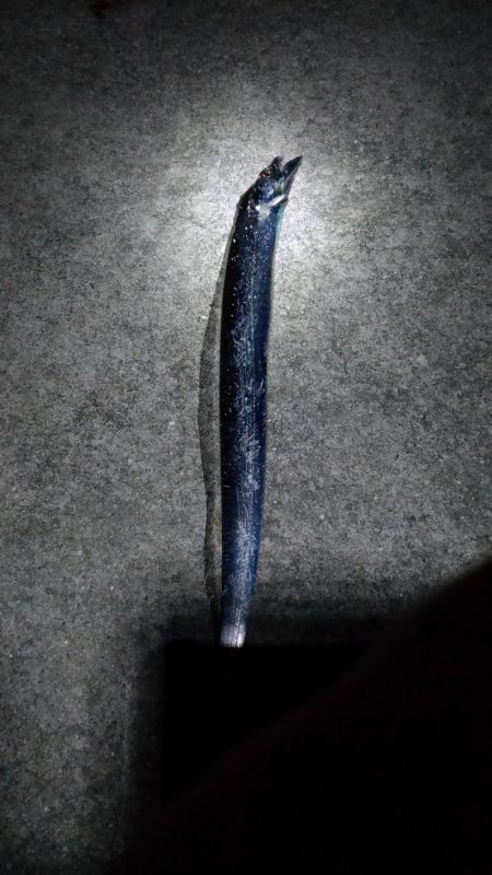 極寒の太刀魚釣り