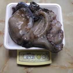 鳴門でオクトパッシング