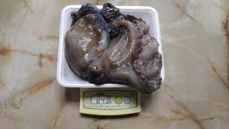 鳴門でオクトパッシング