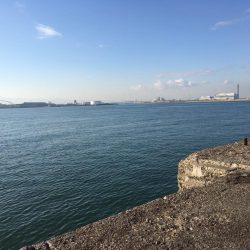 大阪岸和田忠岡の貯木場でヘチ釣り後にショアジギングでハマチをゲット！！