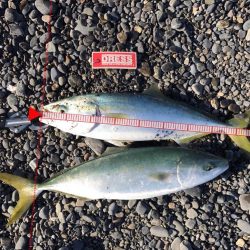 石津浜でアオリイカ　各地で青物もまわり出しました