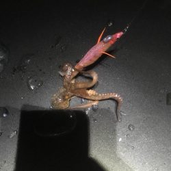 エギングでタコ、カサゴ、湾内ではカマス