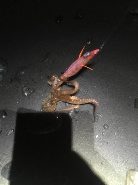 エギングでタコ、カサゴ、湾内ではカマス