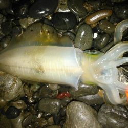 石津浜アオリイカ好調！太刀魚もまだまだボウズ無し