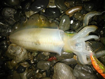 石津浜アオリイカ好調！太刀魚もまだまだボウズ無し