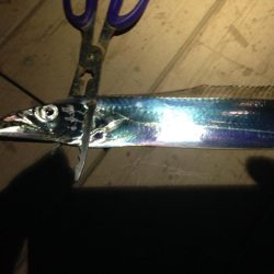 太刀魚連日釣果！エギングではアオリイカも