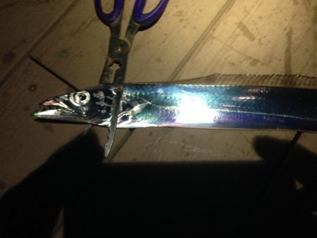 太刀魚連日釣果！エギングではアオリイカも