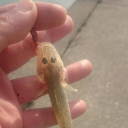 尺ハゼを求めて