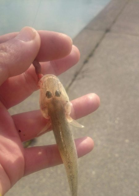 尺ハゼを求めて