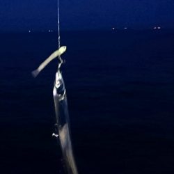 タチウオまだまだ好調持続中!