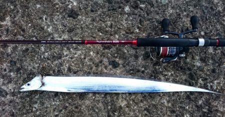 ◯なんとか１匹