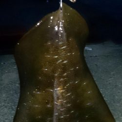 今日も風が強かった