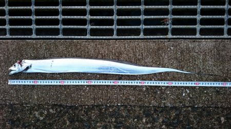 そろそろ渋めか!?