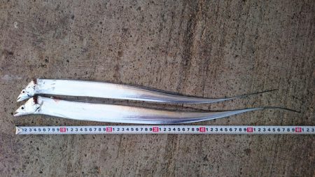 タチウオ渋いし小さい