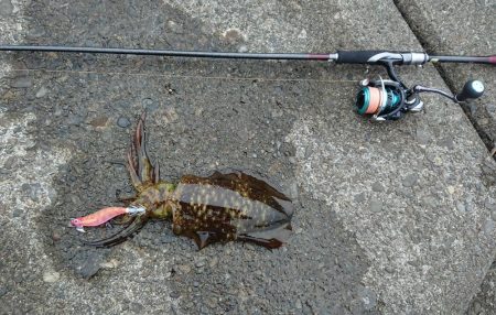 どうにか釣れました。