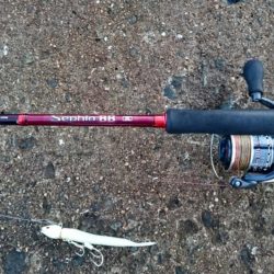 ◯タチウオこのまま終了か！？