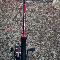 ◯タチウオどこへ!?